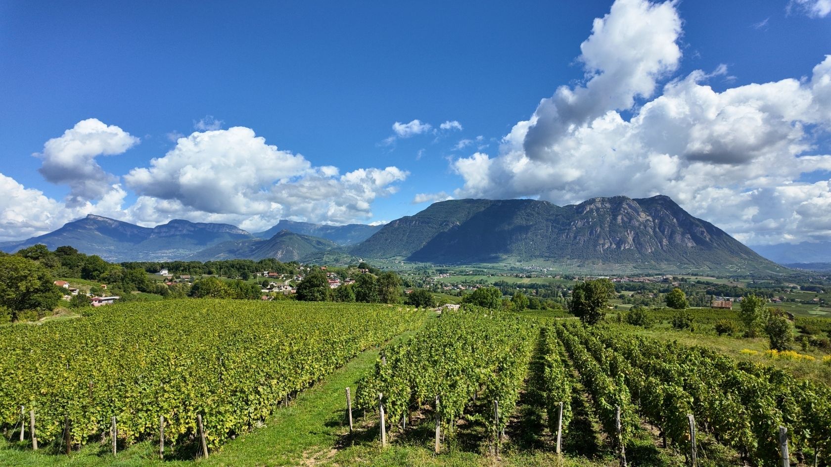Des rangs de vigne travaillés, en lumière rasante — le paysage d'un domaine artisan.
