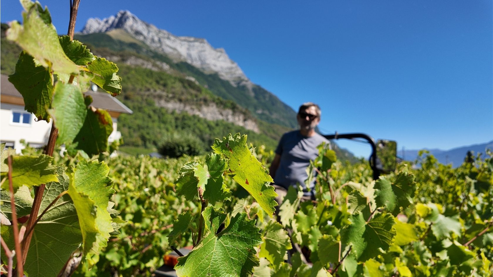Un vigneron dans sa vigne ou son chai — portrait de travail, pas de pose.